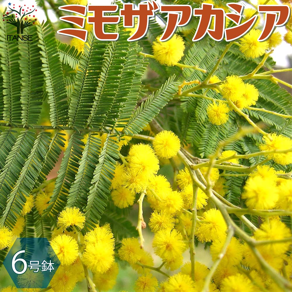 Amazon.co.jp: ITANSE ミモザアカシア6号鉢 品種で選べる花木苗
