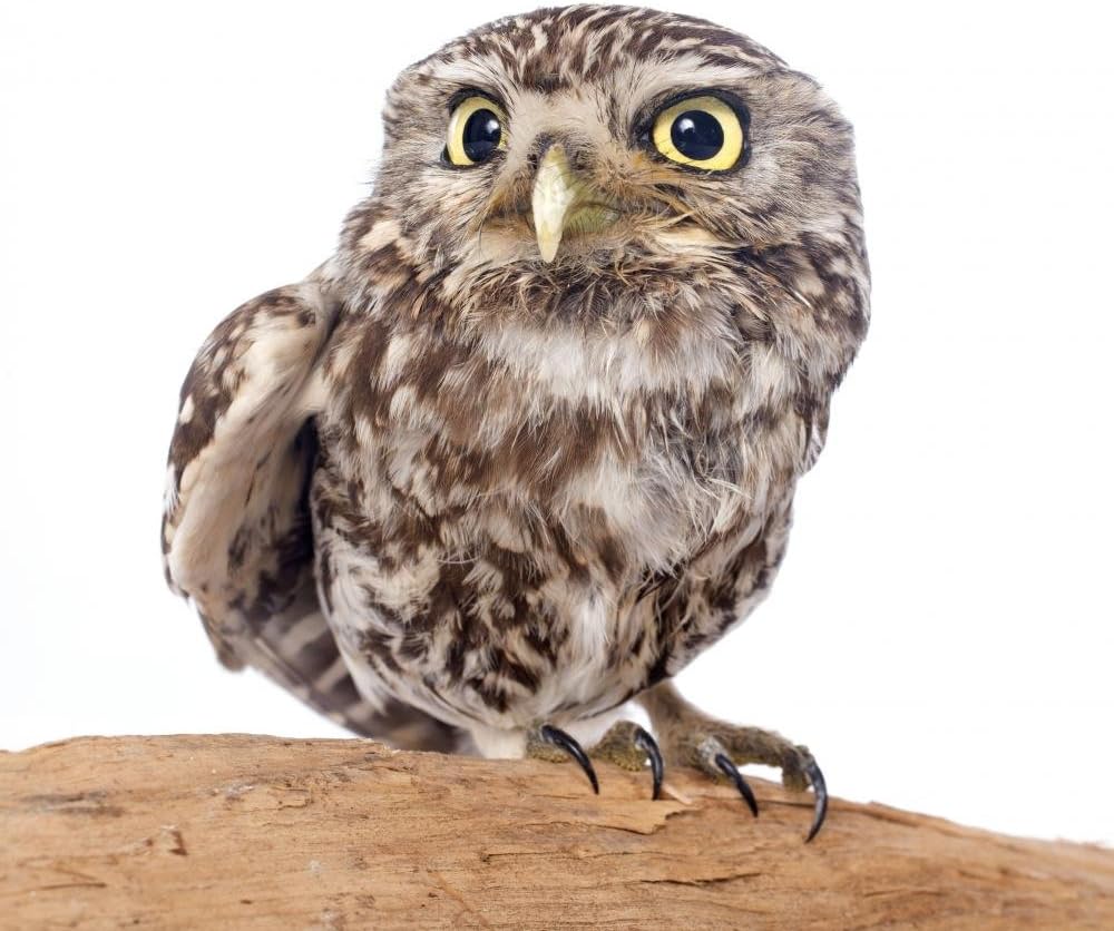 Wallmonkeys Little Owl Wall Decal Peel and Stick Graphic WM290220 (18 in W x 17 in H)