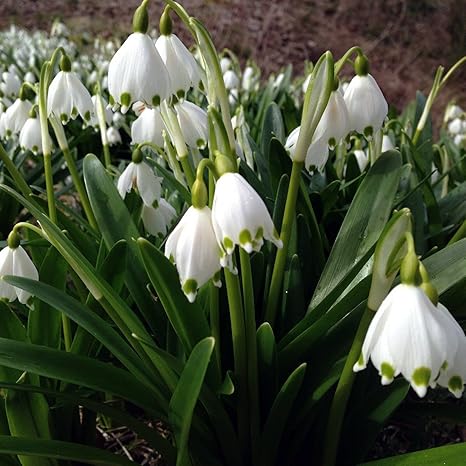 Amazon スノードロップ 球根 多年生の花の球根 完璧なウィンターガーデンを作成する 8 球根 球根 Amazon スノードロップ 球根 多年生の花の球根 完璧なウィンターガーデンを作成する 8 球根 球根