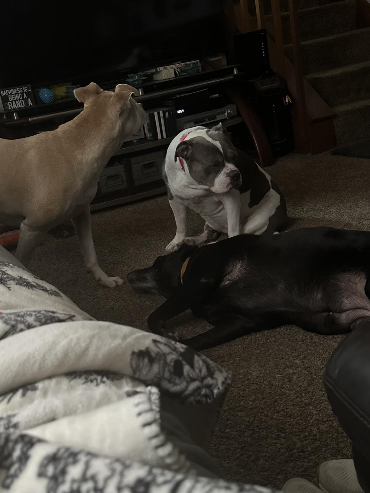 Hill's Science Diet Sensitive Stomach & Skin, Adult 1-6, Stomach & Skin Sensitivity Support, Dry Dog Food, Chicken Recipe, 30 lb Bag photo review