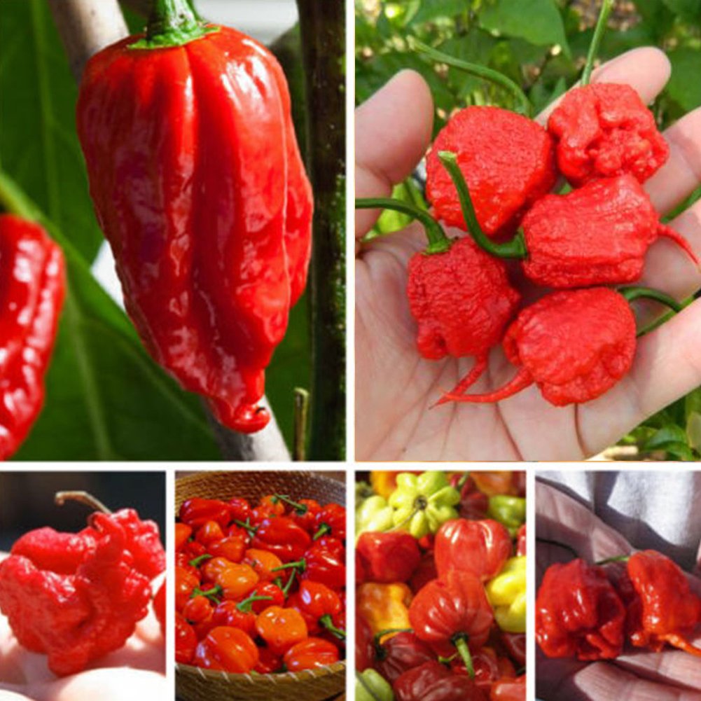 VibeX Heirloom Rare Carolina Reaper Chilli Pepper Seeds-300 Seeds-image-14