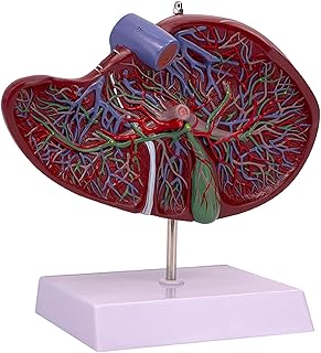 Dickly Human Liver Gallbladder Replica Model Vessels Display Scientific Life Size Practical Model for Research