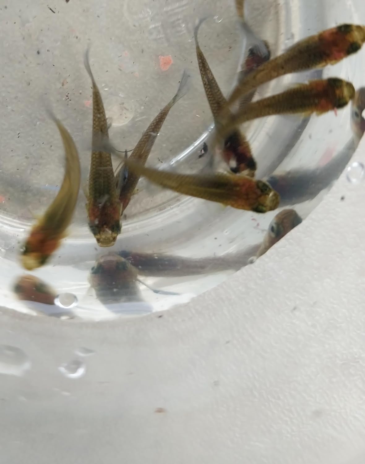 Live Freshwater Mosquito Fish, Pond or Aquarium, Pack of 20, Consume Mosquito Larvae, Natural Mosquito Control