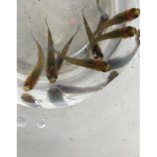 Live Freshwater Mosquito Fish, Pond or Aquarium, Pack of 20, Consume Mosquito Larvae, Natural Mosquito Control