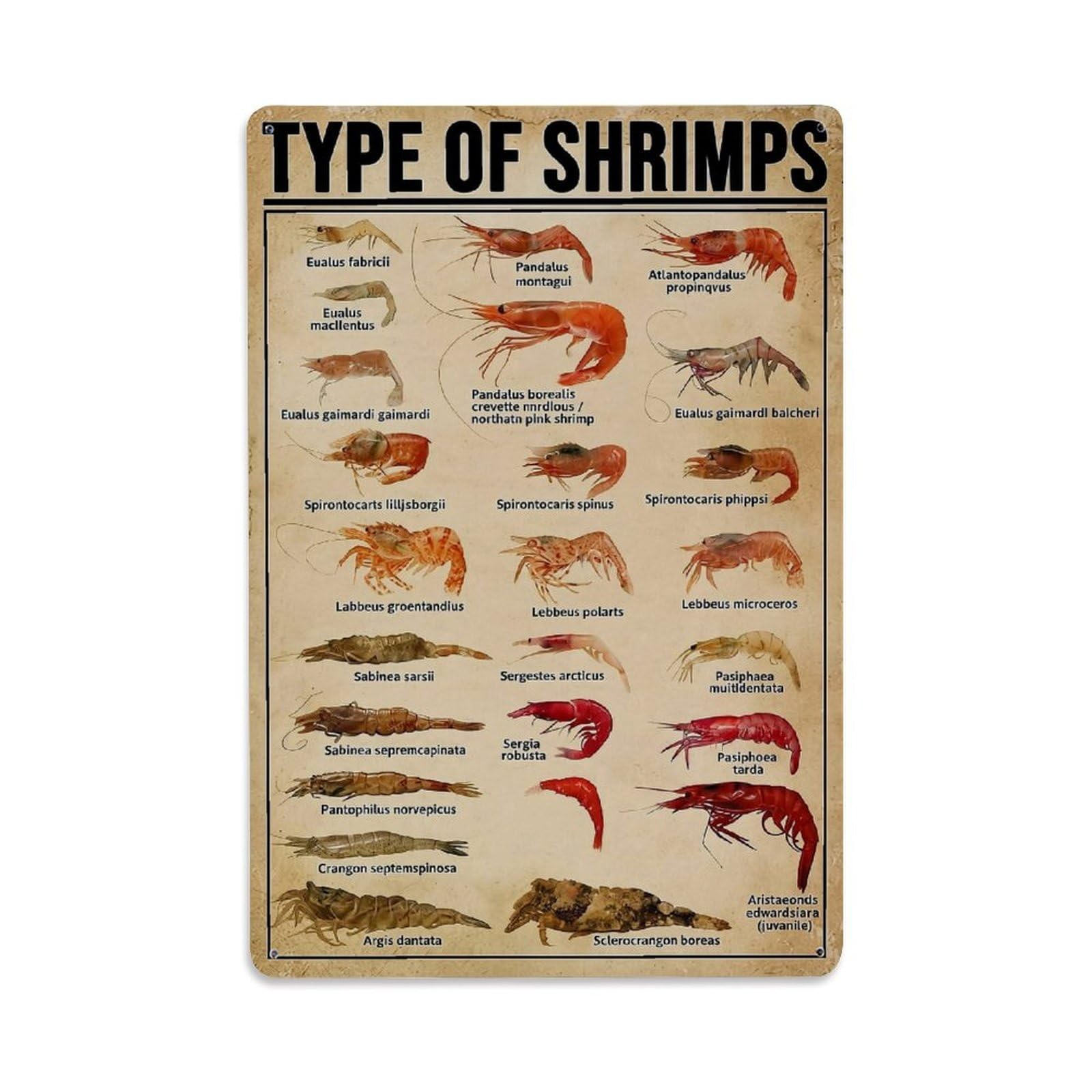 Jdfenggu Vintage Type Of Shrimps Species Chart Retro Metal Tin Sign, Decor Art Poster For Bar, Home, Man Cave, Kitchen, Laundry Room Gift 8X12inch