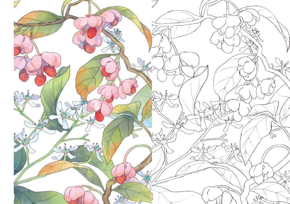 おとなの塗り絵 Postcard Book 万葉の花 バラエティ 名司生 配送料無料