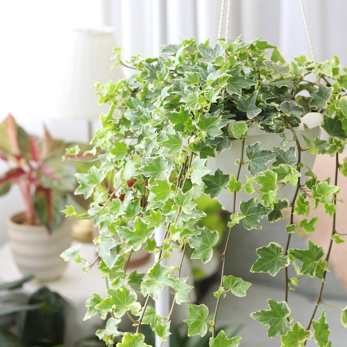 Amazon.com : Glacier English Ivy (2