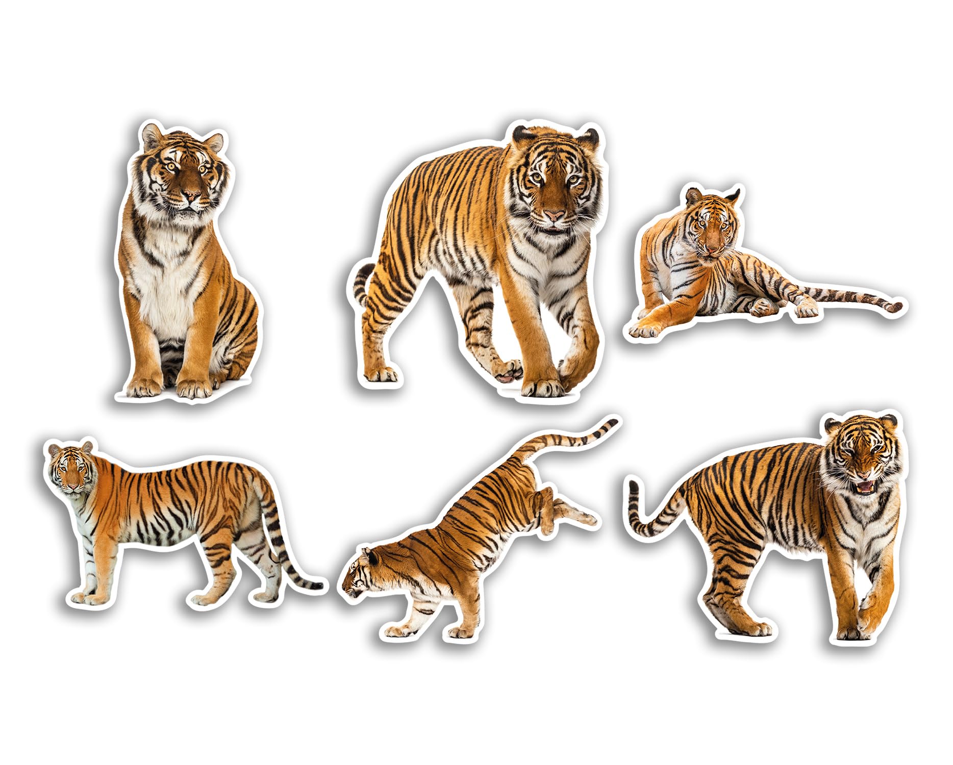 Autocollant Vinyle Humoristique Tigre - 10 X 15 Cm - Multicolore - Marque Safirmes - Neuf
