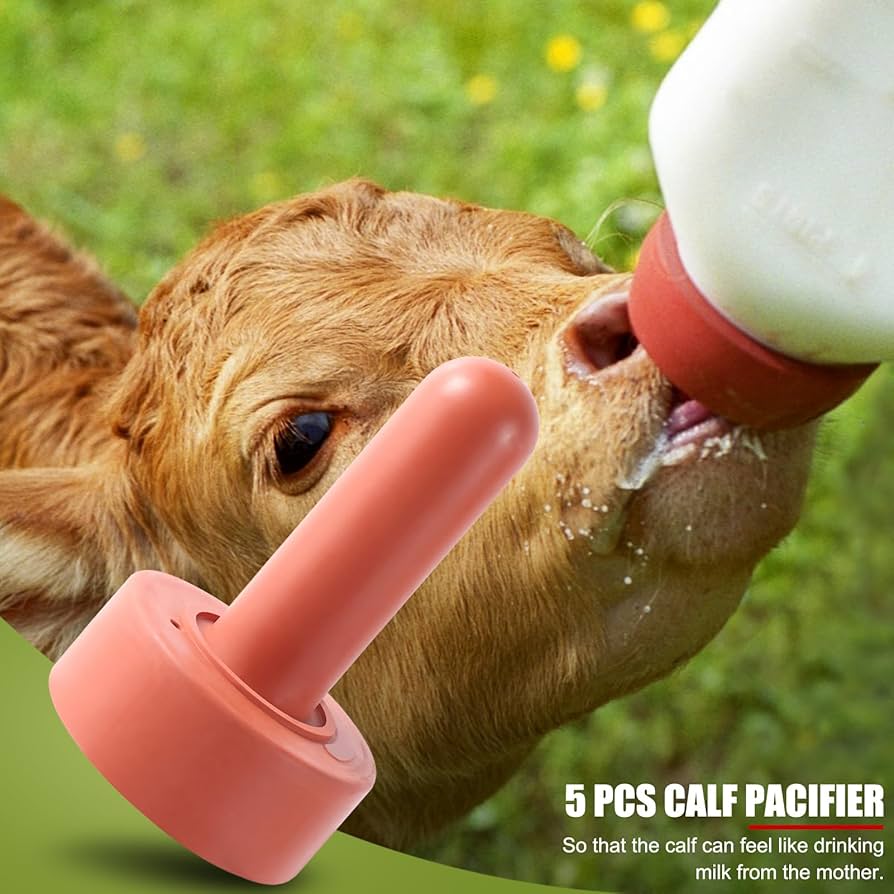 Kalfje weg bij de koe, hoe zit dat nu echt? - The Daily Milk Kalfje weg bij de koe, hoe zit dat nu echt? - The Daily Milk
