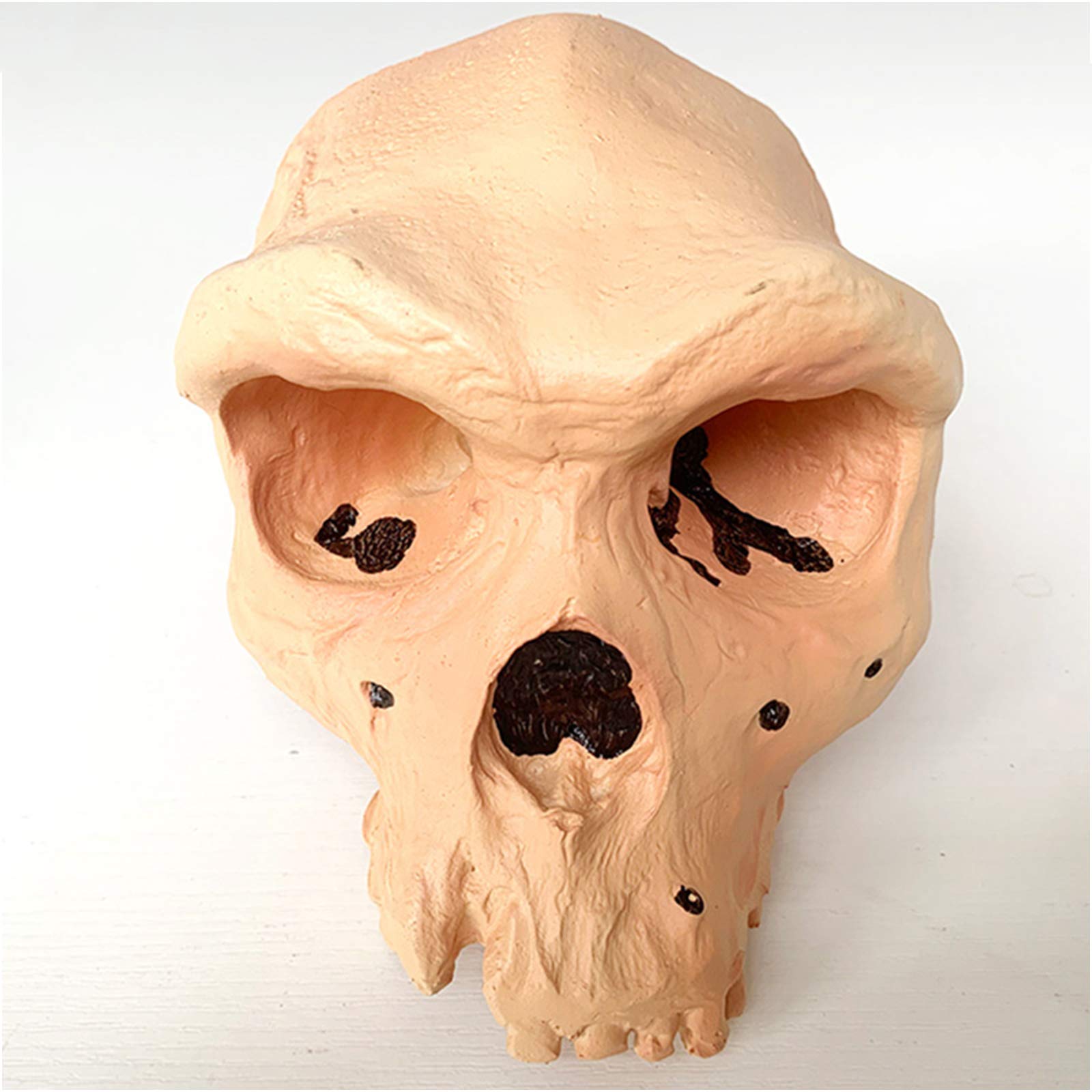 1:1 Replika Modelu Głowy Ludzkiej Czaszki - Model Czaszki Ludzkiej Szympansa - Materiał Pvc Model Szkieletu Ludzkiej Czaszki - Do Kolekcji Dekoracji Domu, Nauki I Nauki,