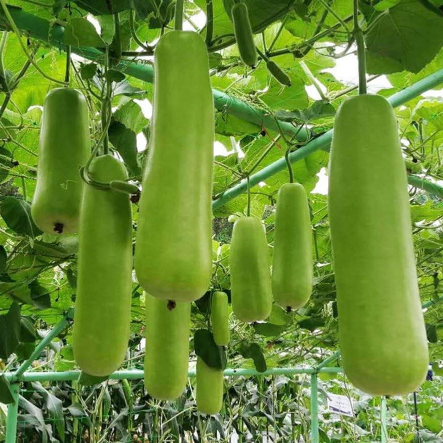 Plant World Seeds - Gourd White Flowered Bottle Gourd Seeds (Squash & Pumpkin Seeds)