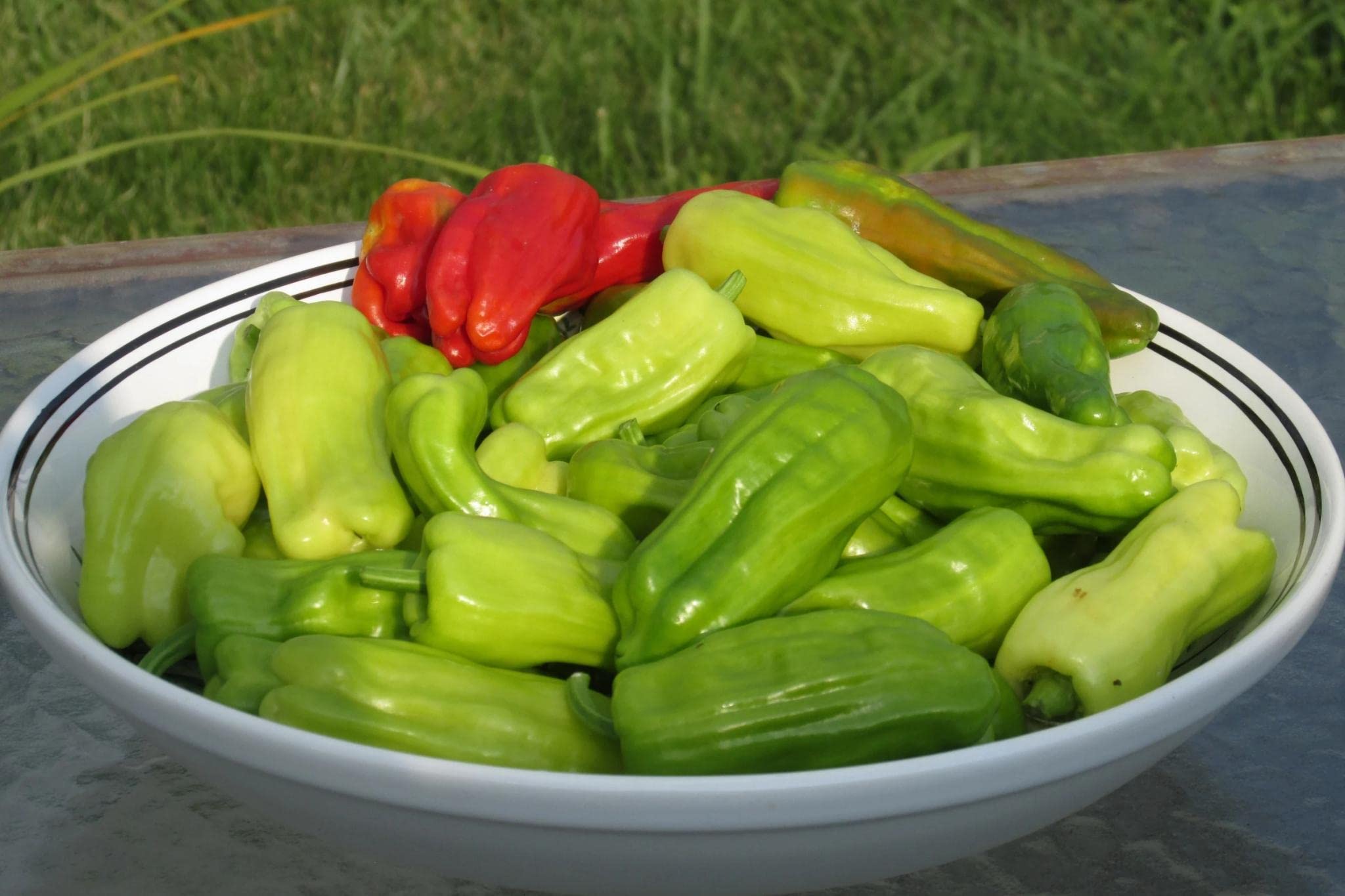 Stavros Pepperoncini Pepper Seeds (25+) by Ohio Heirloom Seeds