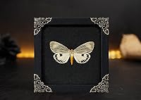 Vista 2 de Real Butterfly Framed Wall Art, Black Background Insect Display, Entomology Specimen Shadow Box, Dark Elegant Home Decor