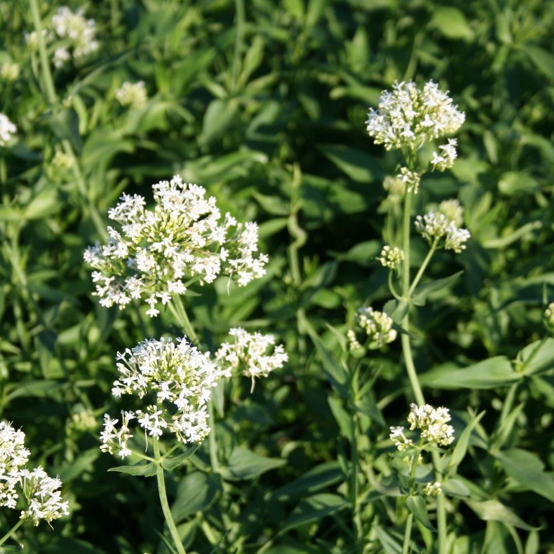 Centranthus Ruber ‘Albus’ | White Valerian Perennial | Hardy Garden Plant for Poor Soil, Walls & Coastal Gardens | Long-Flowering Summer Blooms 9cm Pot x2 By Thompson & Morgan