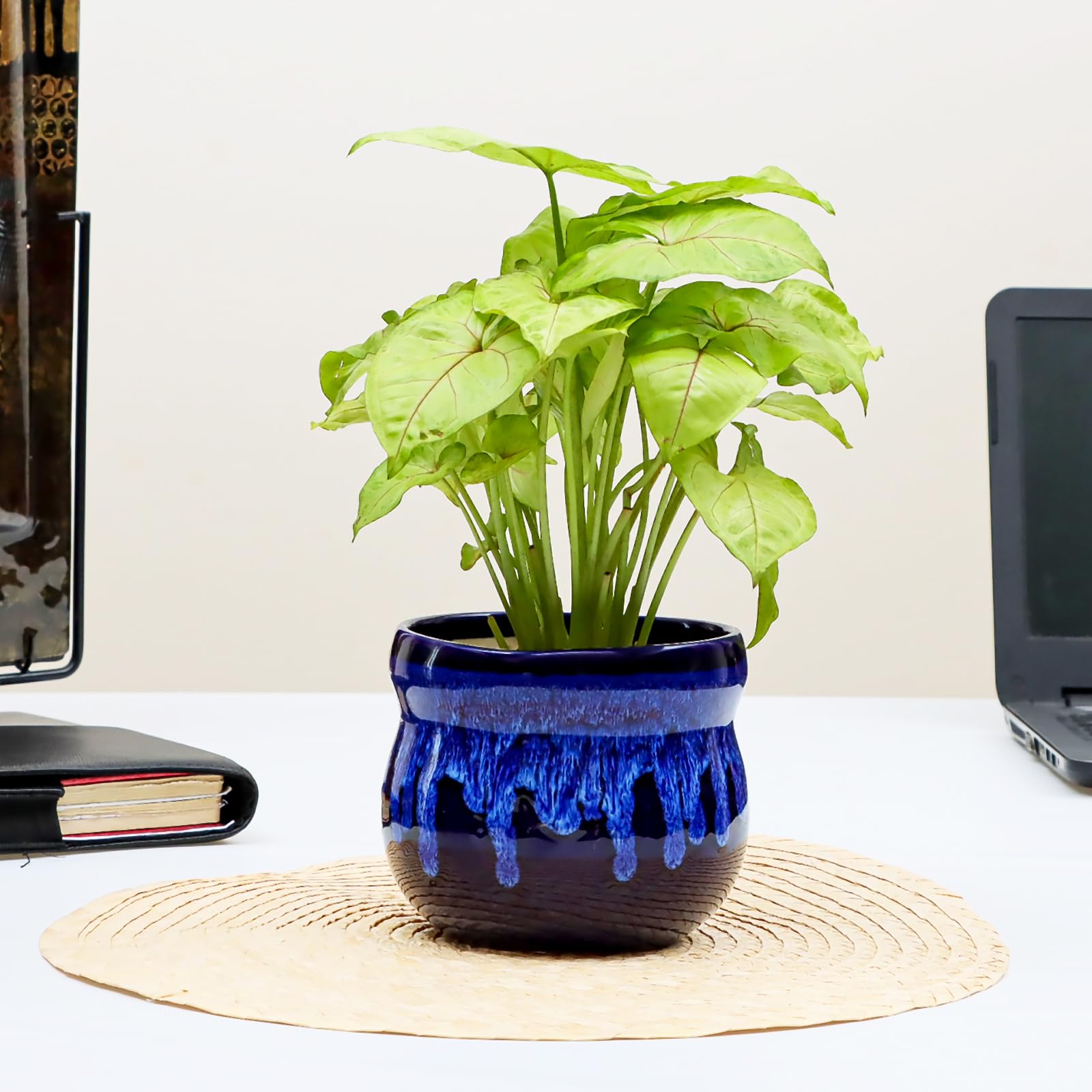 Flora Dlite Syngonium Plant with Plant Pots, Blue Ceramic Pot, Indoor Live Plant for Home D�cor (B0D8TZ56QR) Amazon Price History, Amazon Price Tracker