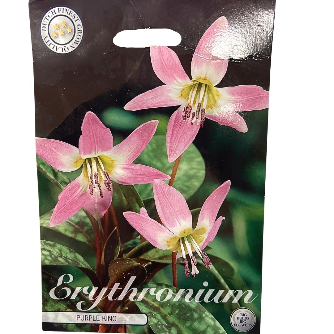 Blumenzwiebeln in Geschenkverpackung - Zwiebeln, Knollen verschiedener winterharter Pflanzen für Garten und Balkon - bunt (3 Zwiebeln Erythronium-Purple King)