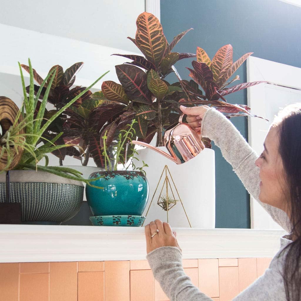 Smouldr Mini Plant Watering Can Indoor: Rose Gold Small Watering Can Helps You Water Tiny House Plants, Succulents, Bonsai or Herb Gardens - Steel Plant Waterer for Miniature Flower Pots - 15 Ounces : Patio, Lawn & Garden