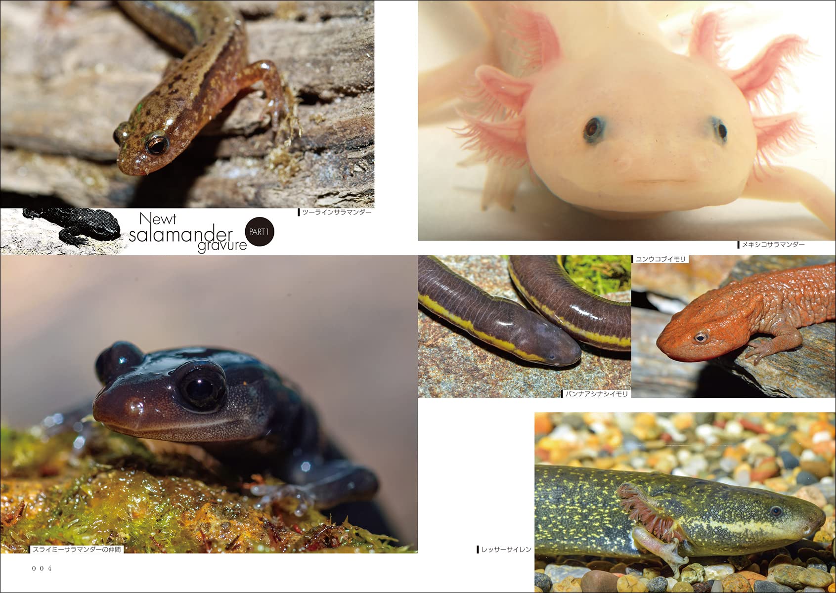 イモリ サンショウウオ完全飼育 飼育 繁殖 さまざまな種のことがよくわかる Perfect Pet Owner S Guides 西沢 雅 川添 宣広 本 通販 Amazon