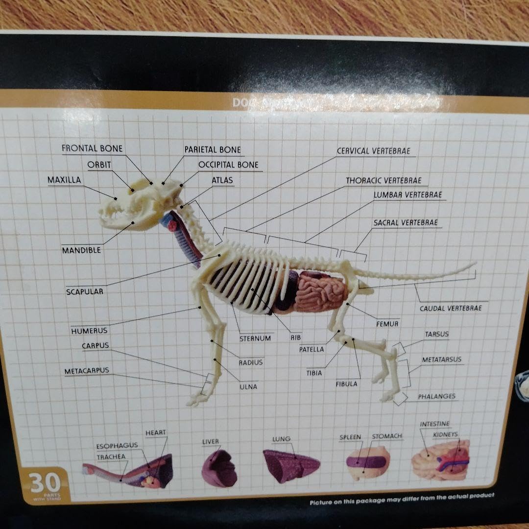Amazon.co.jp: 4D VISION FULL SKELETON MODEL DOG 犬 : おもちゃ 