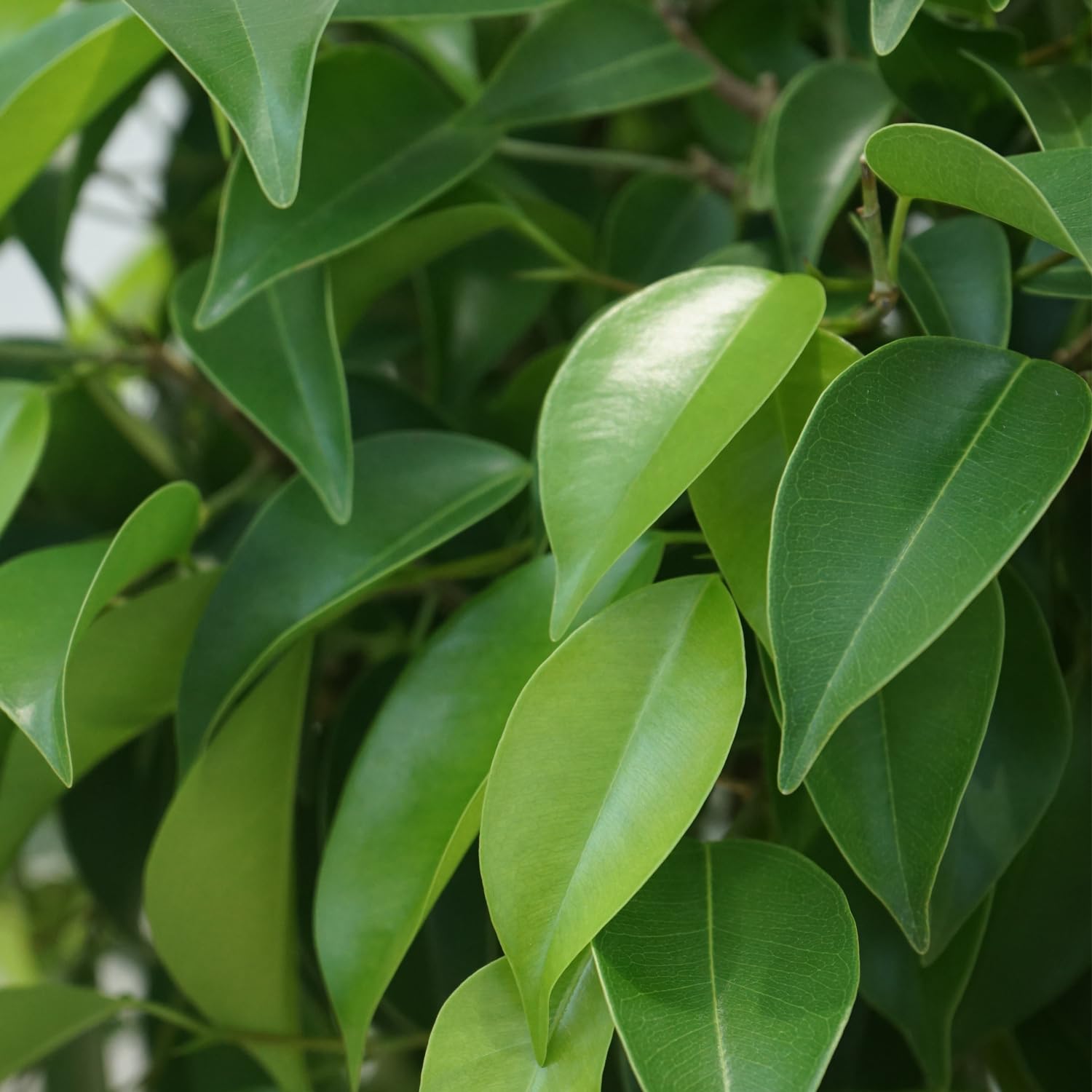 Amazon.co.jp: 観葉植物 ベンジャミン 5号 1鉢 鉢皿付き Easy care