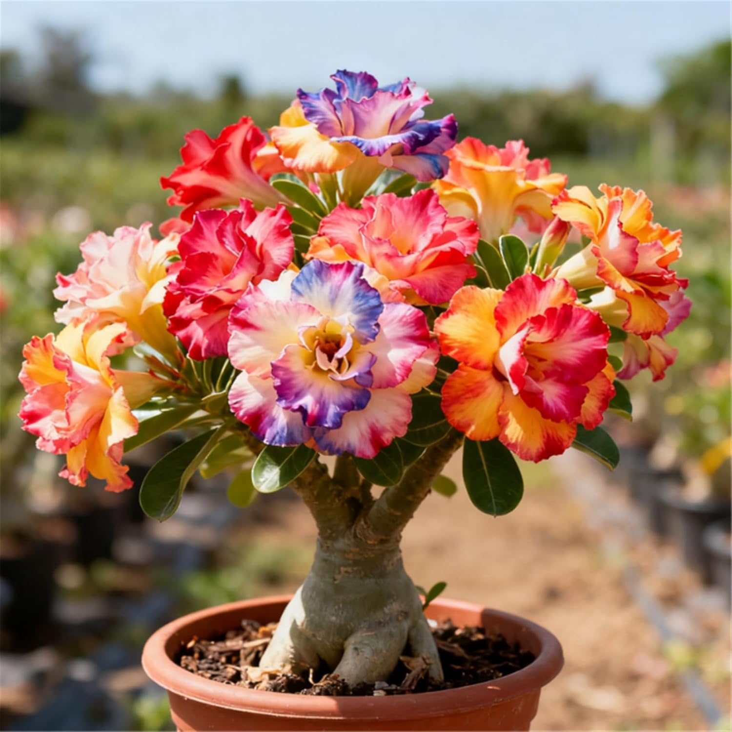 Desert Rose Bulbs — Cold-Hardy & Drought-Tolerant — Easy to Cultivate — Ideal for Beginners— Suitable for Indoor & Outdoor Display -1 Bulbs-A
