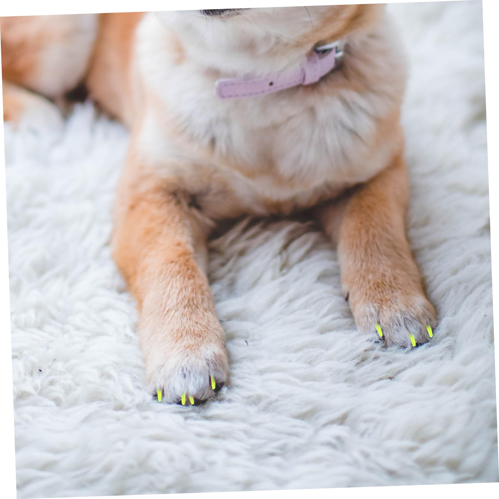 Housoutil 320 Pièces Ensemble D'Ongles pour Animaux De Compagnie Capuchon pour Ongles De Chat Capuchons pour Ongles Chat Couvre-Griffes Pattes pour Chats Pattes pour Chatons Chat Embouts