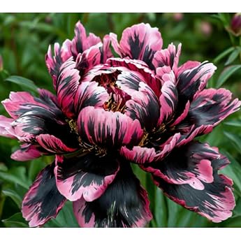 Cold-Resistant Peonies Rhizome Shade Tolerant Premium Perennials Garden Projects 1 Rhizome-Color-i