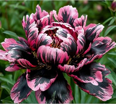 Cold-Resistant Peonies Rhizome Shade Tolerant Premium Perennials Garden Projects 1 Rhizome-Color-i