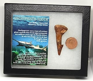 Onchopristis Sawfish Vertebra & Tooth Fossil 16871