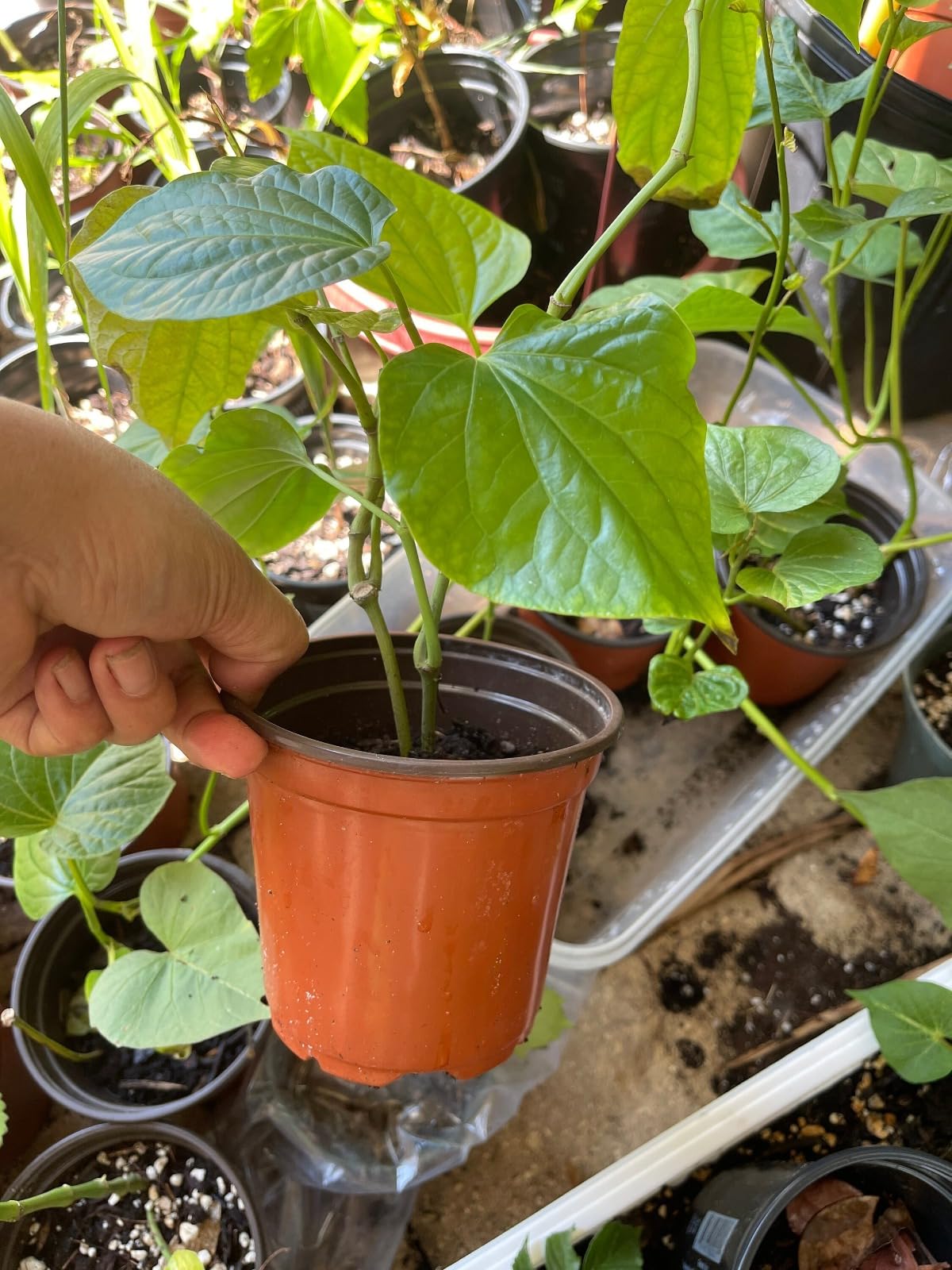 Live Chui Jhal Choi Jhal Piper Chaba Live Plant, Piper chaba, piper chilli, chui jhal, choijhal Tree pack of 1 without pots. (B0CLJK9599) Amazon Price History, Amazon Price Tracker