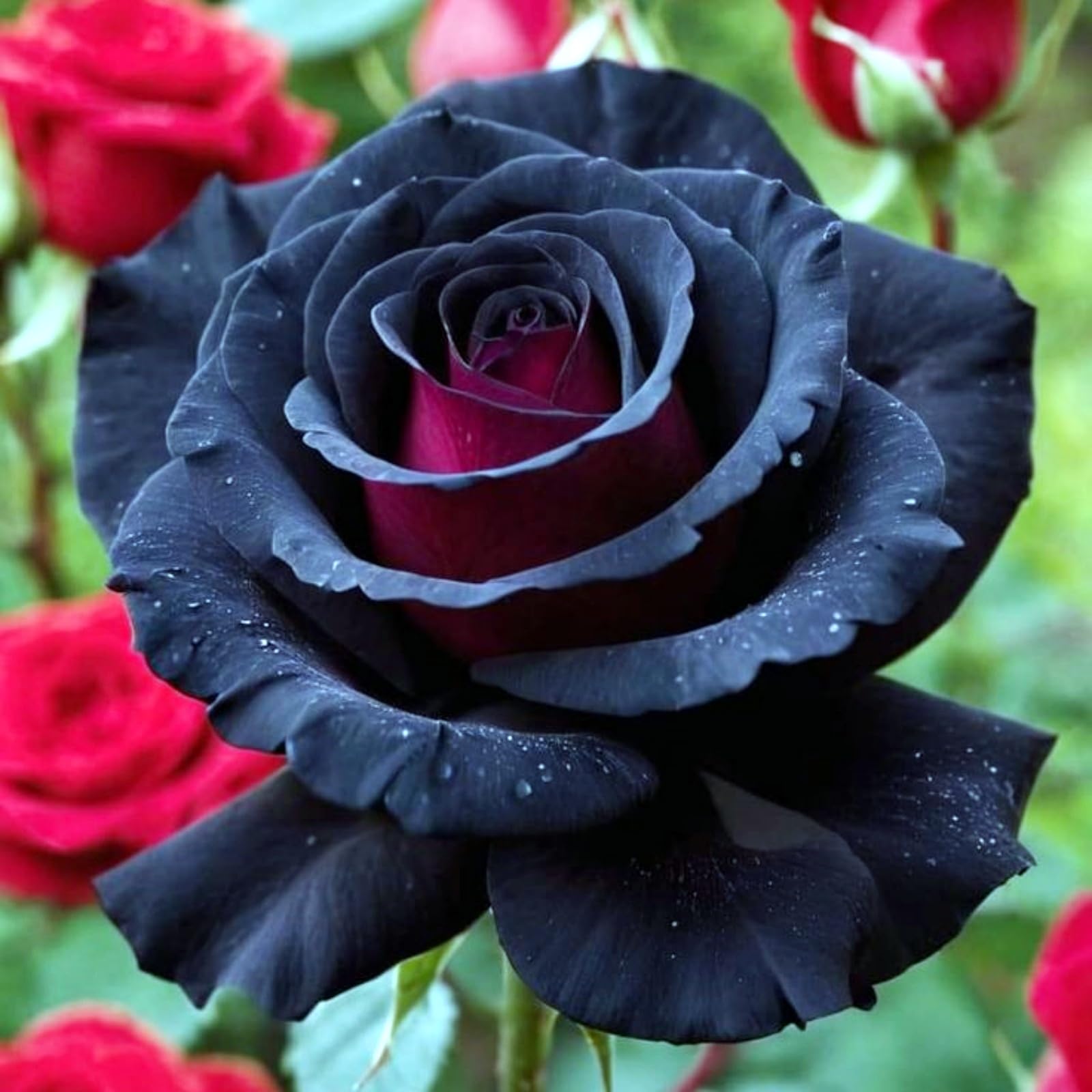 Rose Rhizome Growth, Hardy Perennial, Garden Decoration, No Watering Required, Professional Planting, Suitable for Spring and Autumn-1 Rhizome-C