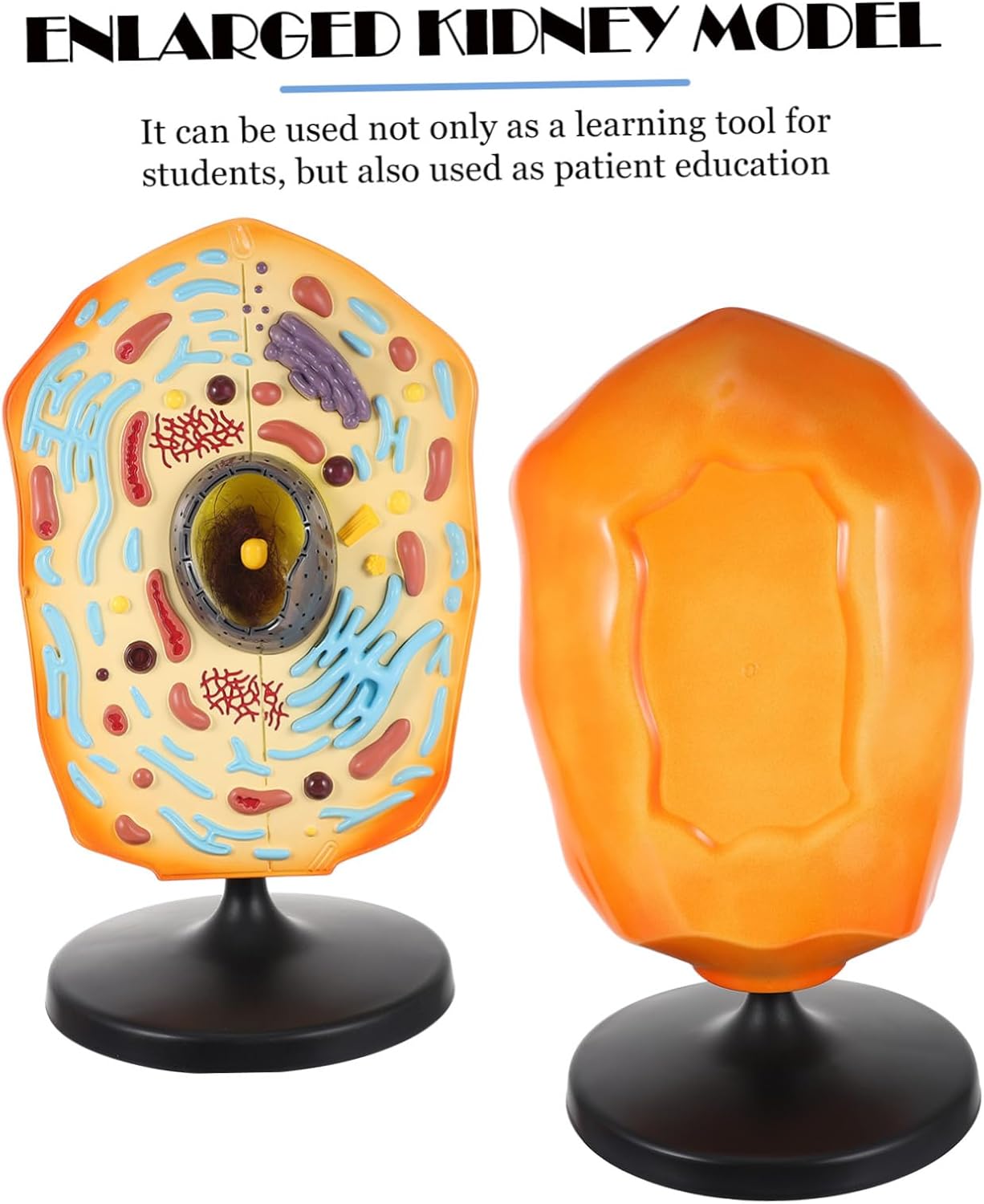 IMIKEYA Science Models Classroom Teaching Animal Cell Model Anatomical Details