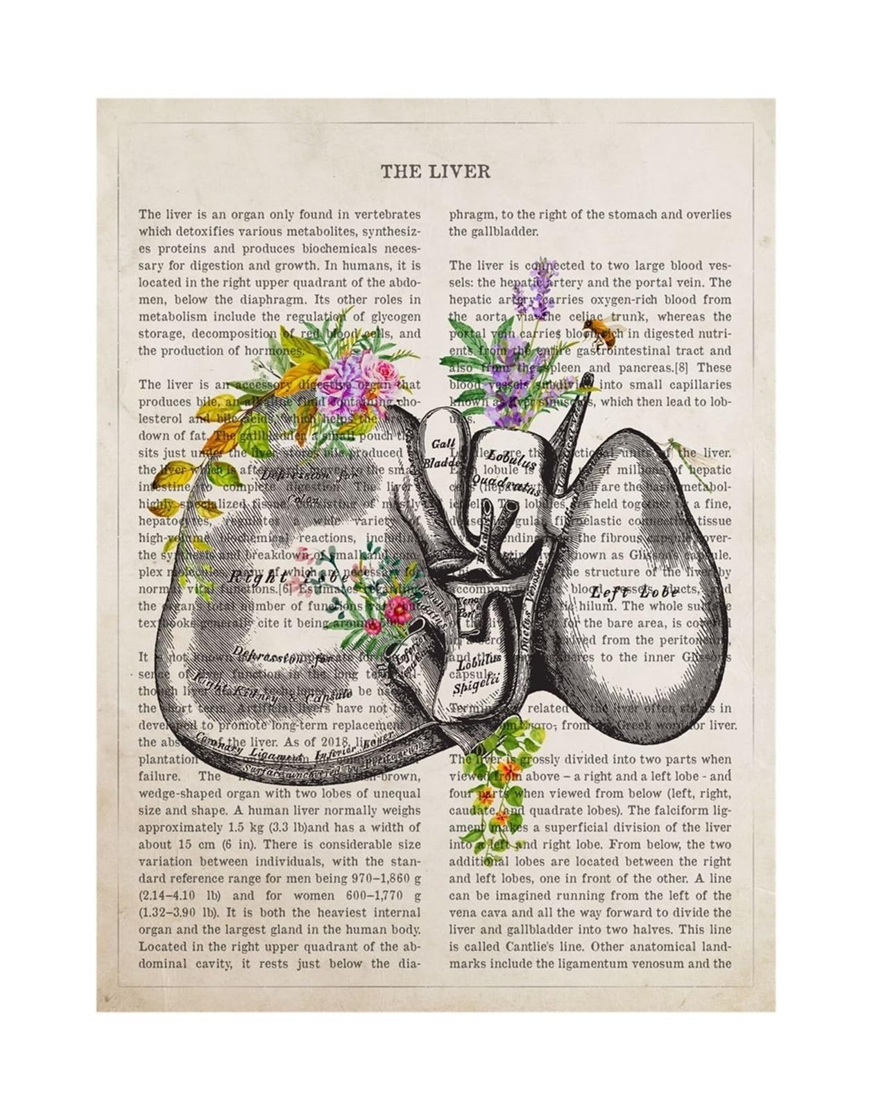 1 Szt. Części Ludzkiego Ciała Kwiat Artystyczny Anatomia Plakaty Drukuj Psychologia Neurolog Lekarz Medyczny Obraz Na Płótnie Klinika Home Decor Prezent | 6,60X90cm Unframed