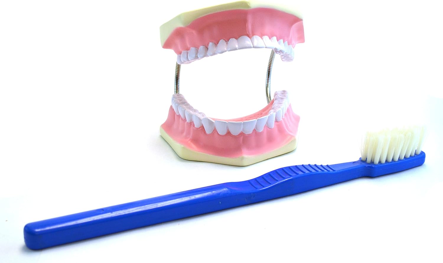 EISCO Giant Dental Care Model with Brush, 3X Life Size, Teeth and Gum Health Educational Tool