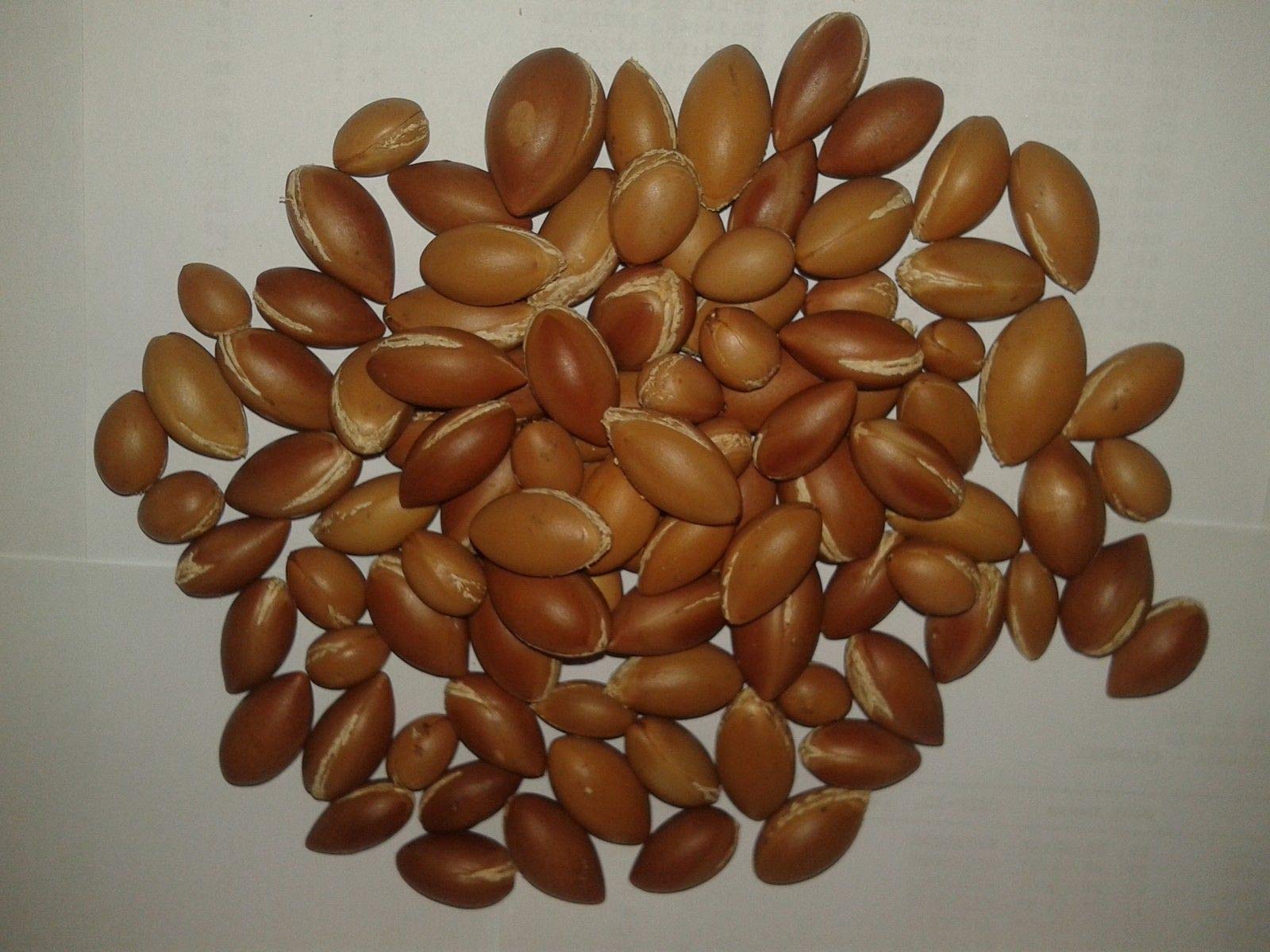 30Pcs molto RARA di semi di Argan dal Marocco Nuovo raccolto