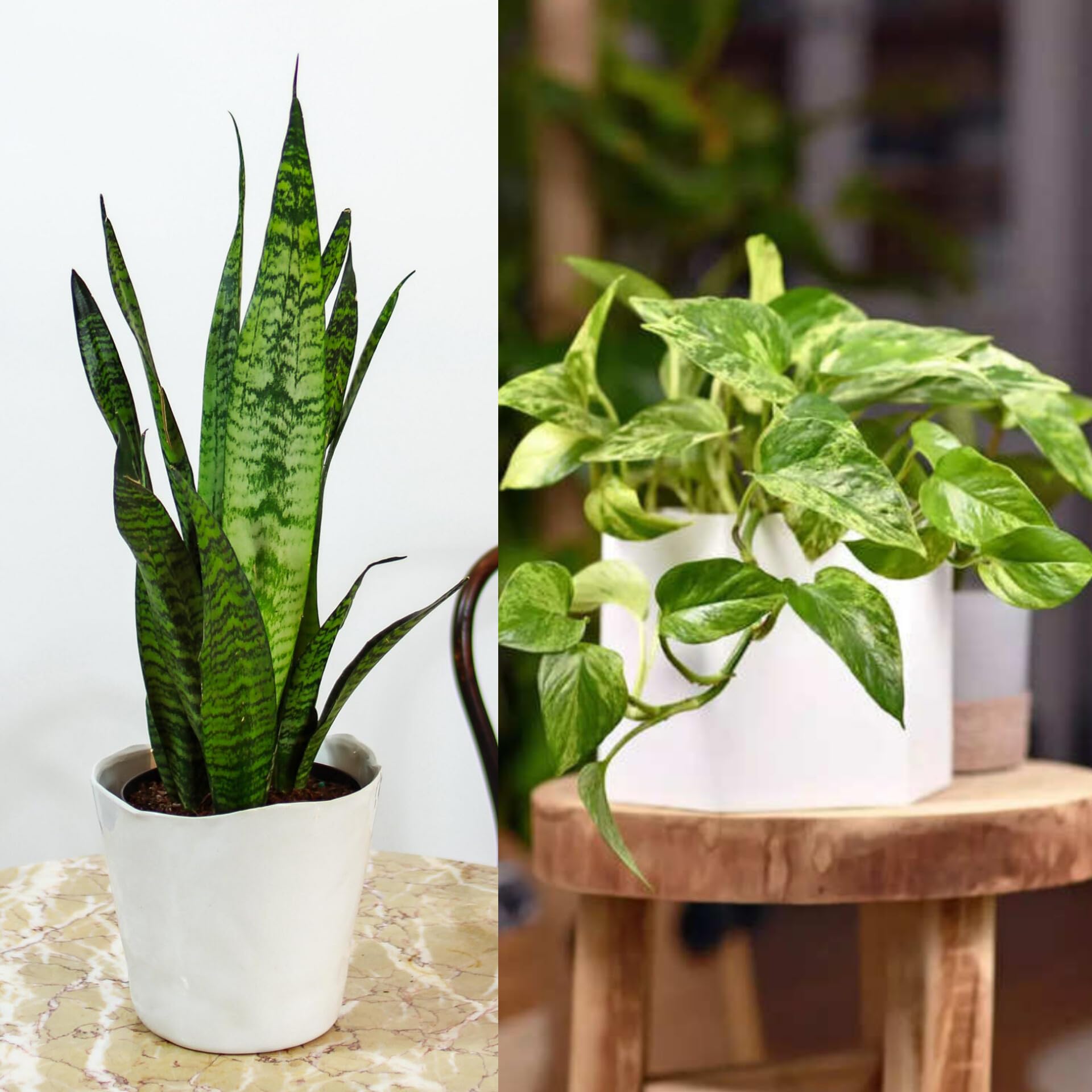 Paudha store Combo 2 Pcs Money plant And Snake plant | Good Luck Plant | Snake & Money Plant Indoor live Plant |Office Desk Balcony | Indoor & Out Door Plants-image-5