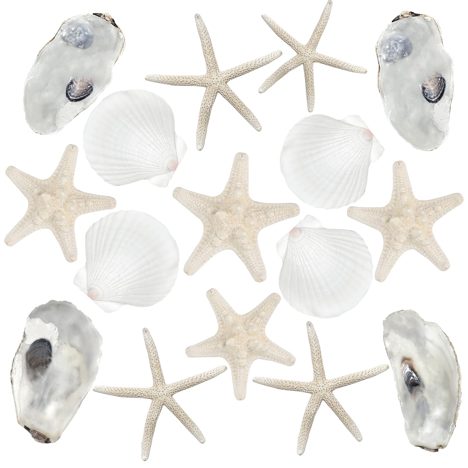 Fangoo 16Pcs Large Starfish and Scallop Shells for Crafts 7-10cm Large Natural Scallop Shells Oyster Shells Starfish for DIY Painting Baking and Beach Wedding Decorations White Christmas Decor