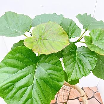 現品　フィカス　ゴムの木　ウンベラータ　21番　曲がり　インテリアグリーン　室内 現品 フィカス ゴムの木 ウンベラータ 21番 曲がり インテリア