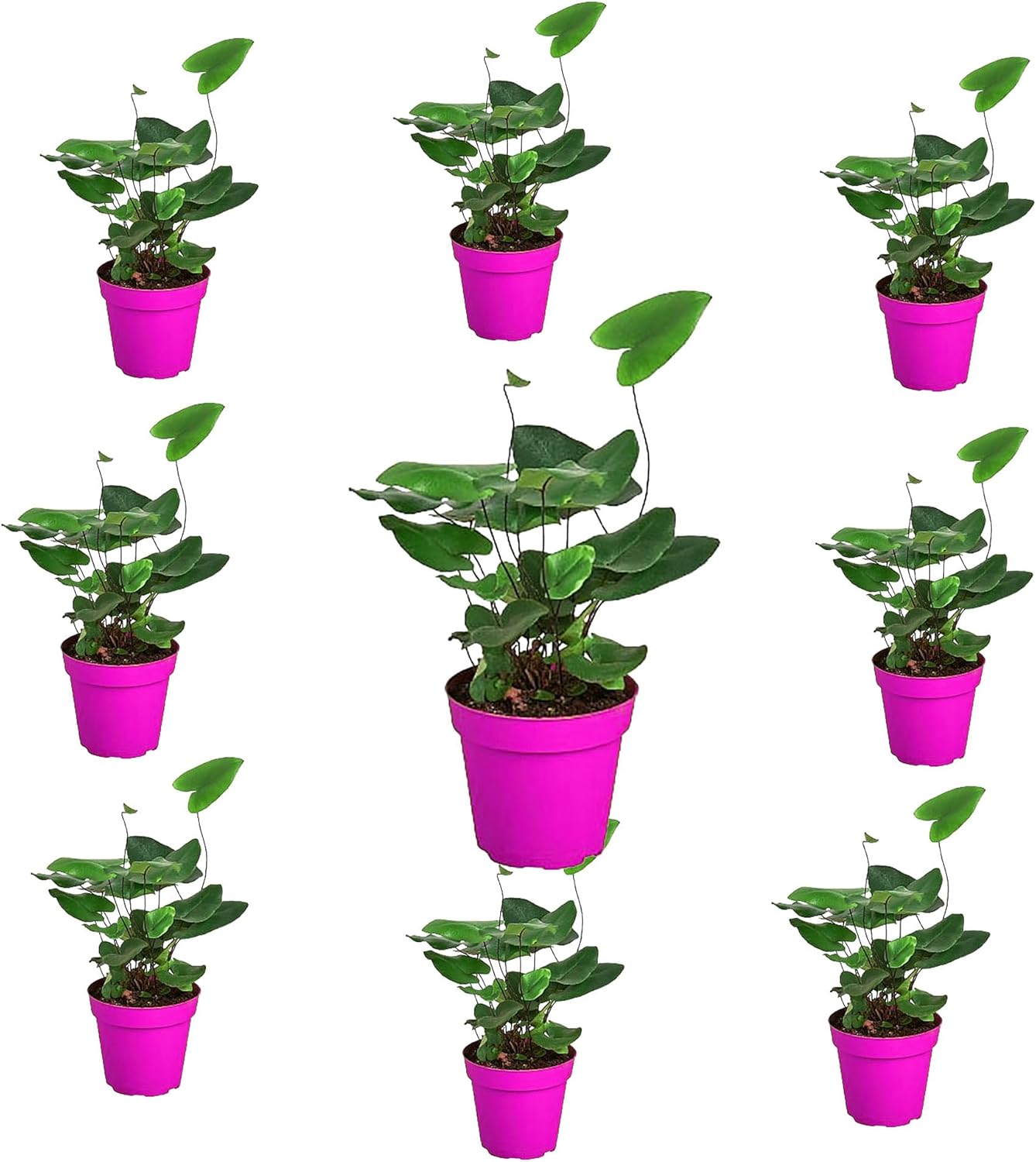 9 Pack Fern 'Heart' in 4in Pot - Live Plants Tropical Houseplants | Variegated | USA Growers | The Snobby Leaf