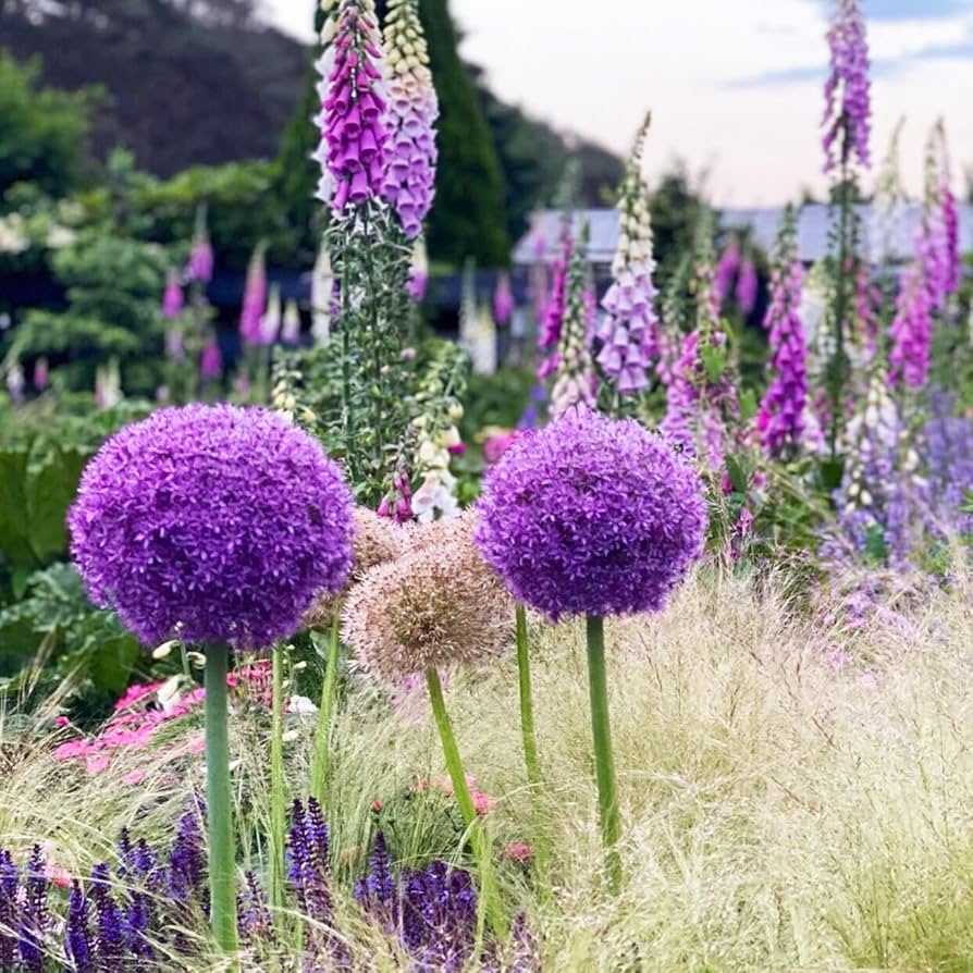 allium ☆ Purple Sensation Allium - PreOrder – Watters Garden Center