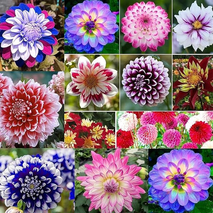 Beautiful Dahlia Bulbs UK for Planting, Rhizome, Hardy Perennial, Excellent Display, Natural Organic, Wedding, Balcony Garden-2 Rhizome-E — image 1