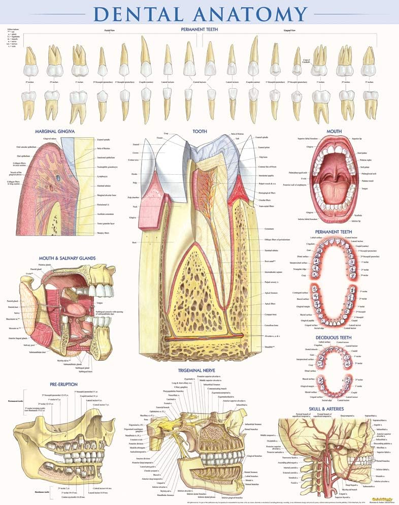 Dental Anatomy: A Quickstudy Reference