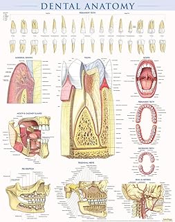Dental Anatomy Poster (22 x 28 inches) - Laminated: a QuickStudy Reference