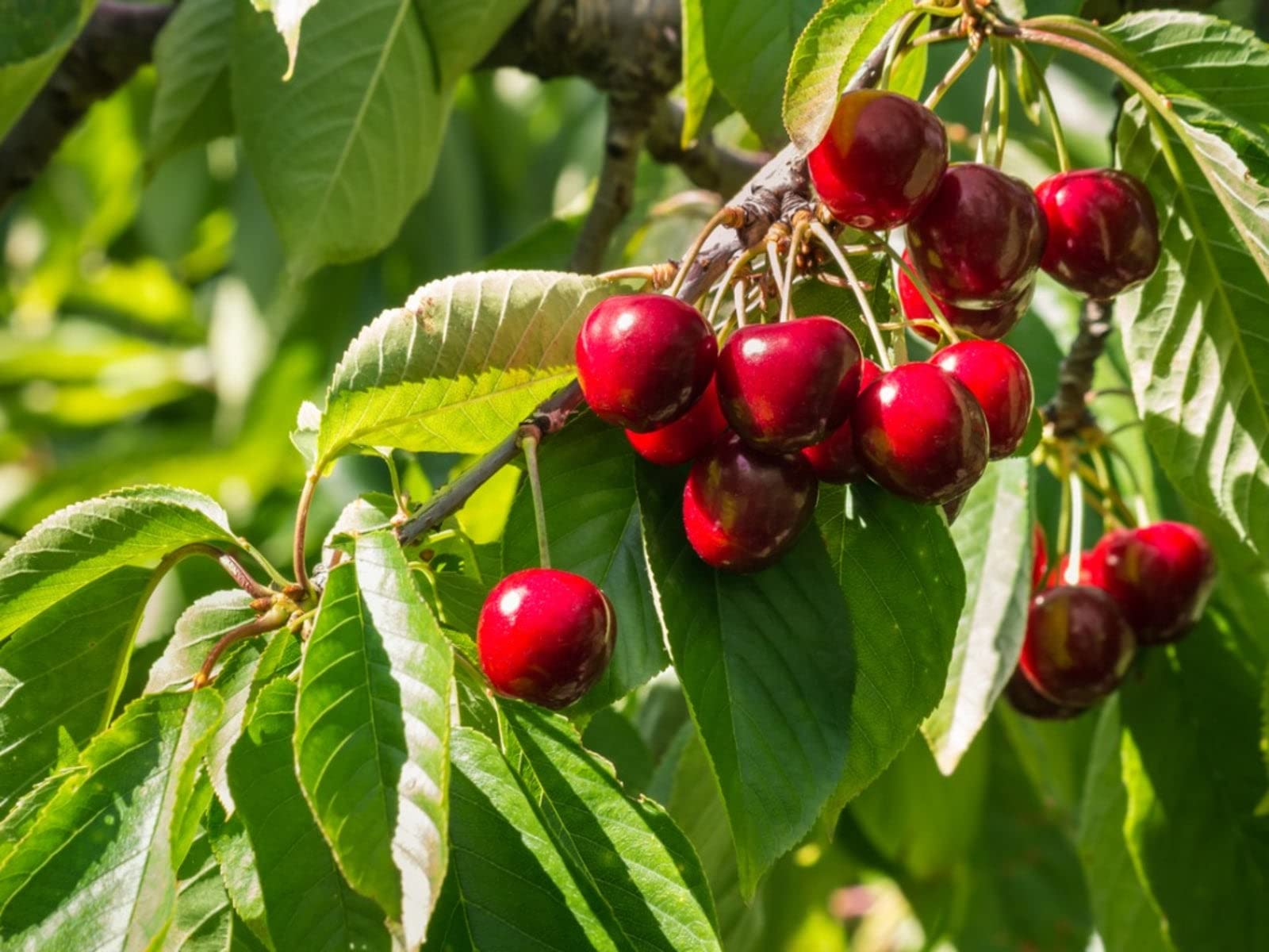 Mphmi Live Plant Nursery NCR Plants Singapore Cherry/Jamaica plant Cherry - Fruit Plants & Tree Outdoor Living Indoor Plants (B0C4H1G715) Amazon Price History, Amazon Price Tracker