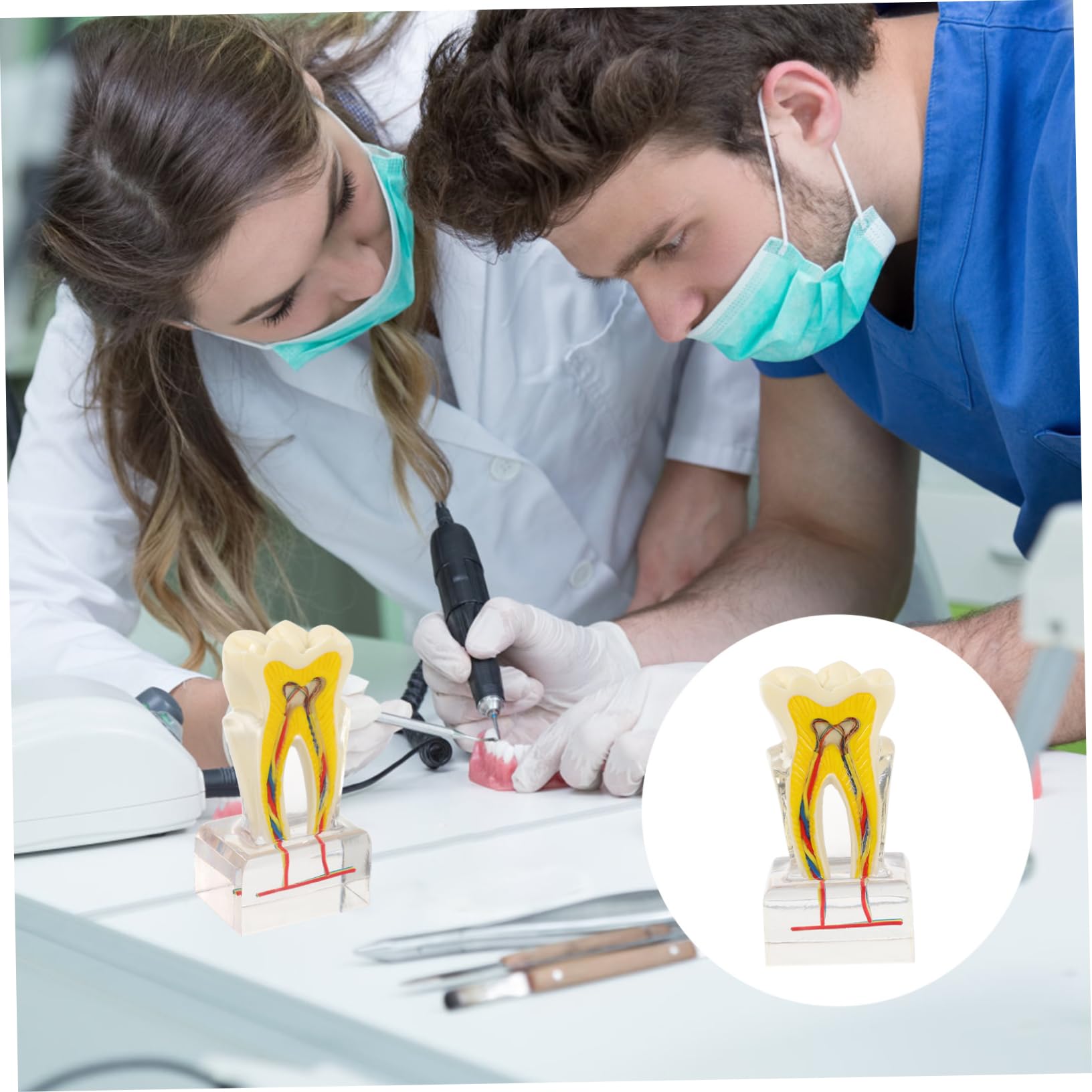PRETYZOOM 6volte Modello Di Denti Dentali Modello Di Studio Per Per Lezioni Di Odontoiatria Dimostrazione Di Impianto e Protesi Fissa
