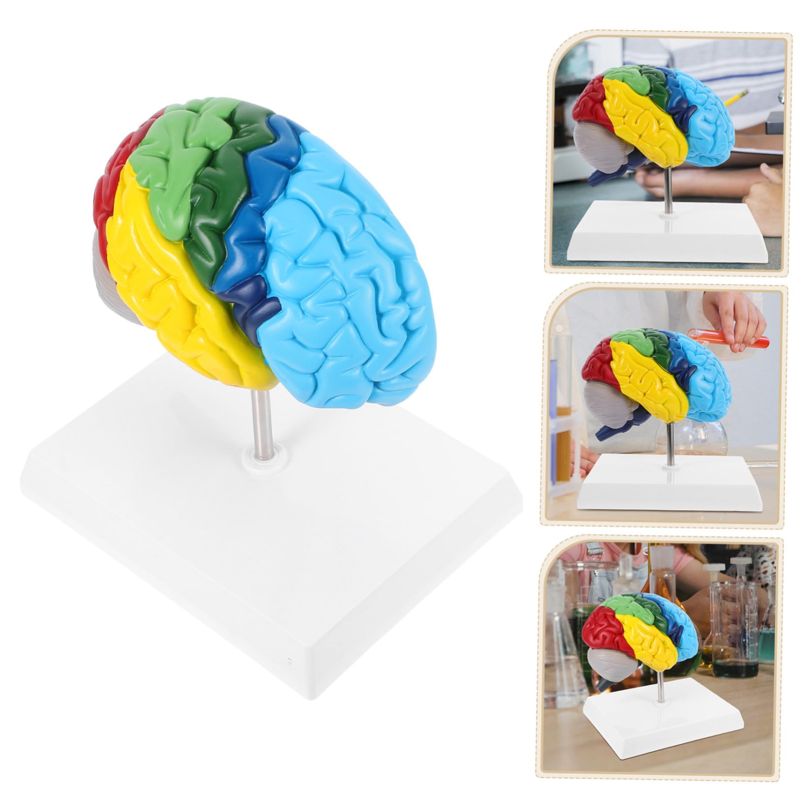 Pvc Modello Anatomico Cervello Umano 1: 1 per Studio Medico