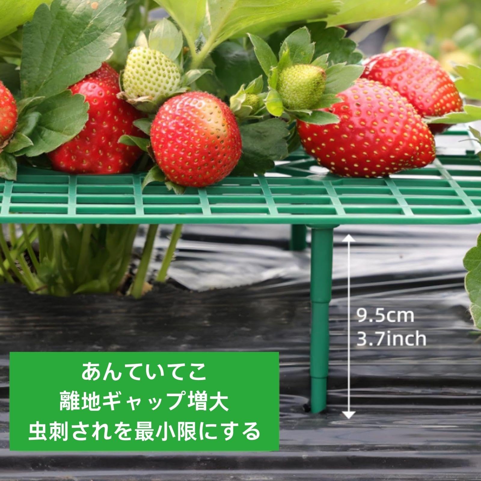 Amazon | イチゴ サポート 園芸支柱 支え棚 5/12個セット 組み立て簡単