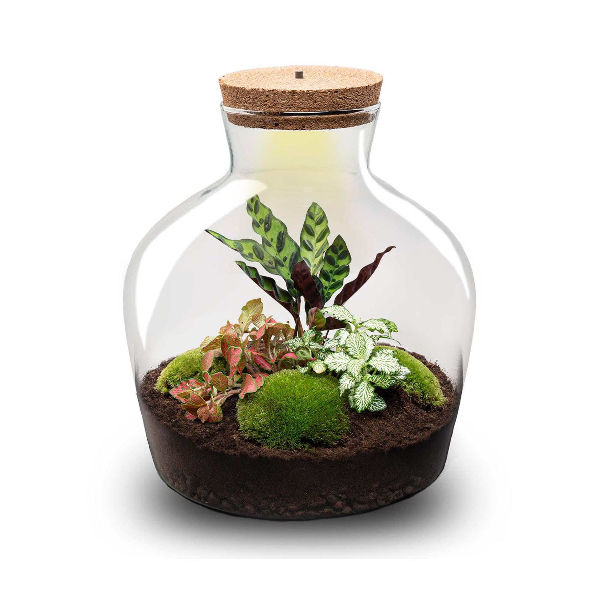 Terrario de Plantas DIY con Luz, Vidrio Reciclado, Decoración, Ø 29x30 cm