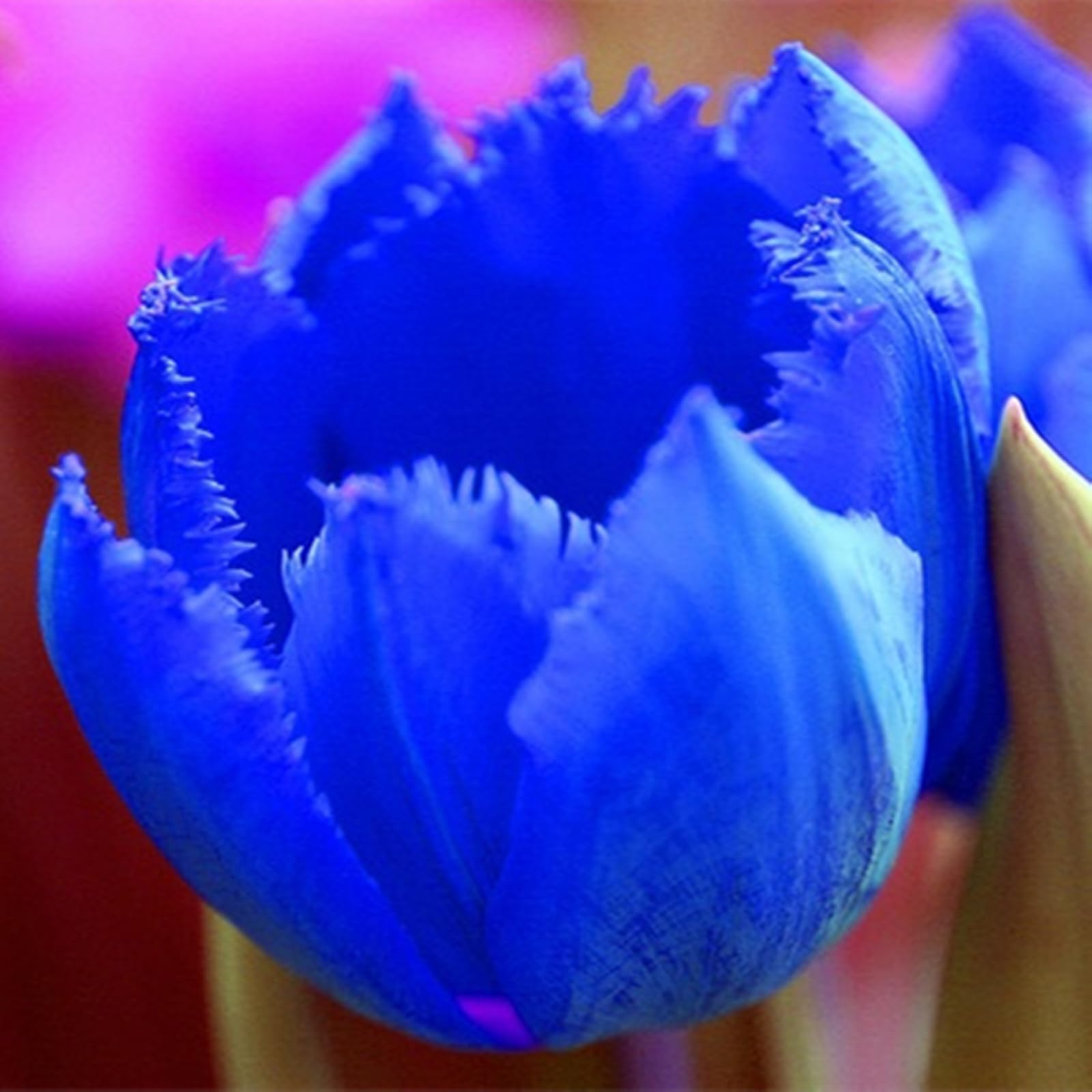 Tulipano Bulbi,Compatti- Naturali, Vitali -Robusti, Freschi-15 Bulbi-A