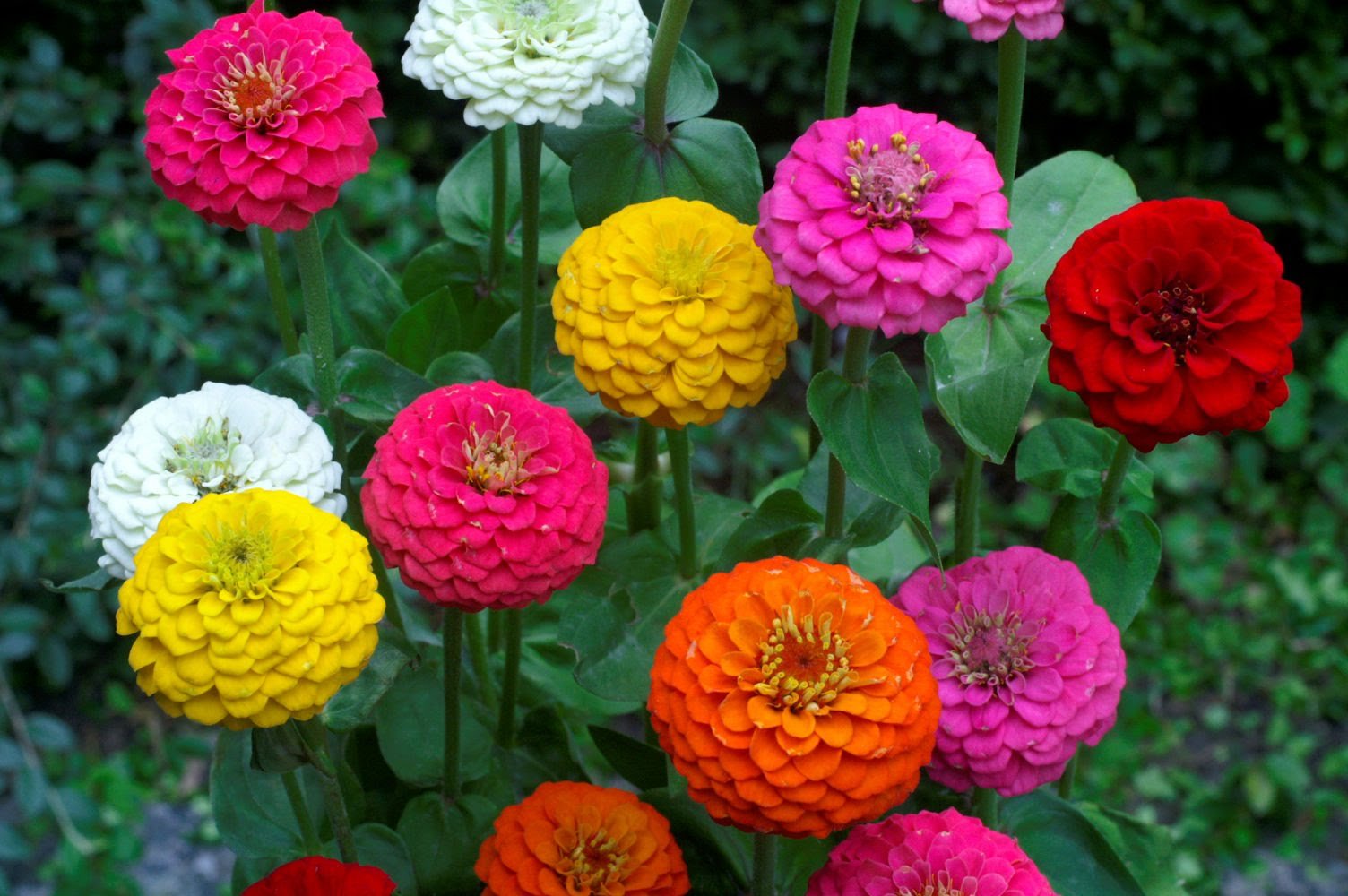 Creative Farmer Flower Seeds : Zinnia Double Giant Mix Flower Seeds Flower Seeds Plant Seeds For Home Decor Garden [Home Garden Seeds Eco Pack] Plant Seeds (B078RHZ6M2) Amazon Price History, Amazon Price Tracker